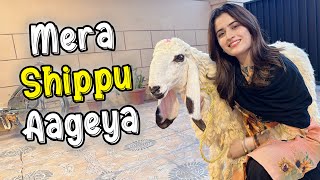 Mera Shippu Wapis Aageya 😍 | Mera Qurbani Ka Janwar ❤️