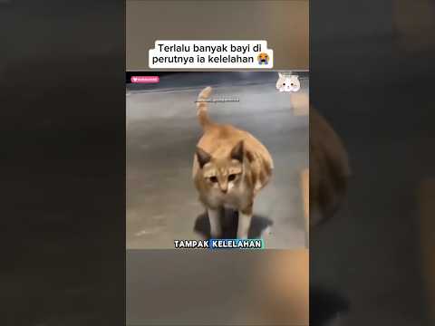 Perjuangan Ibu Kucing Ini Bikin Haru! ๐ญ
