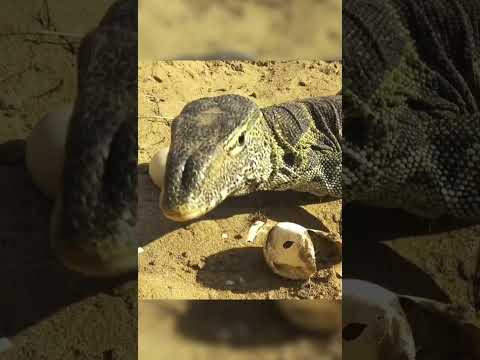 The Bird 🐦 Guards The Crocodile's 🐊 Eggs
