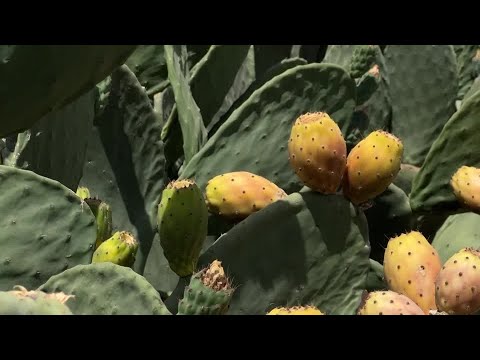 YouTube video thumbnail: Yemen's Prickly Pear: From a Wild Fruit to a Country Staple