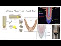 Root Structure and Function Concepts