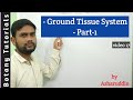 Ground Tissue Systems in Plants