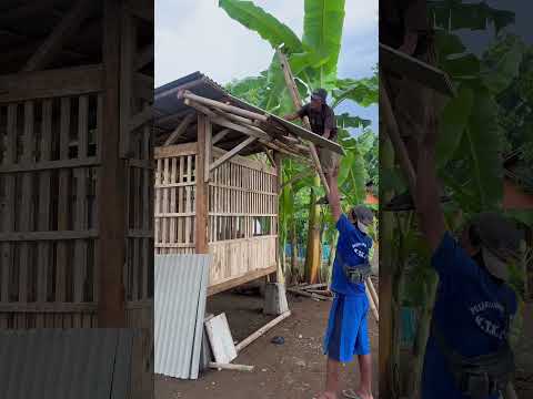 Memasang Atap Kandang Domba. #animals #hewanpeliharaan #hewanlucu