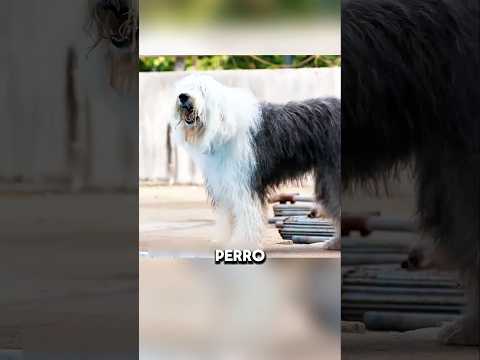 Niño atrapado en la piscina #recap #shorts #reels  #viralshorts