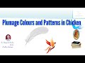 Feather Coloration and Genetics