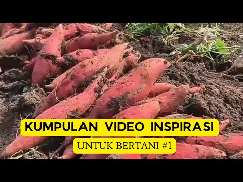 Inspirasi dan Cara Bertani Modern Part 1