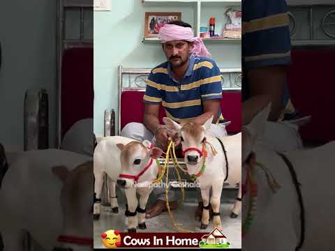 😍 1 To 2 feet height cattle😘 shortest cows breed #youtube #viral #reels #miniature #trend #youtube