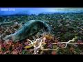 Ecology of McMurdo Sound Scavengers