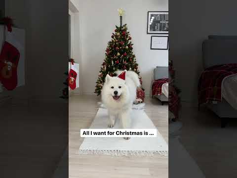 Wait for it 😍 #shorts #dog