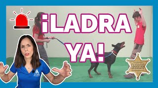 Cómo ENTRENAR a tu PERRO🐶 para que LADRE🗣️ ¡cuando tú lo digas!