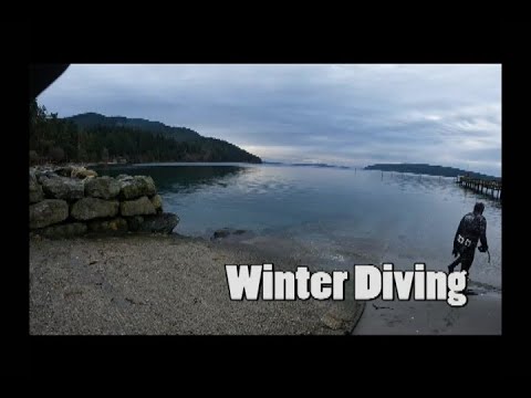 Winter Diving in the Salish Sea