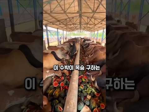 “수박 한 통에 공양의 마음이 담겼습니다 🍉”