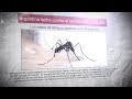 Dengue y Mosquitos en Argentina
