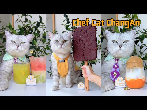 The cat chef made the biggest ice cream and summer treat#catofyoutube #catcookingfood #food