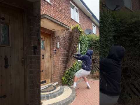 Why do we need to regularly remove ivy from walls?#Ivy #IvyRemoval #Cleaning #gardening#clean#foryou