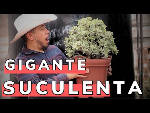 La Suculenta Mas Grande De Mi Colección || Trasplante