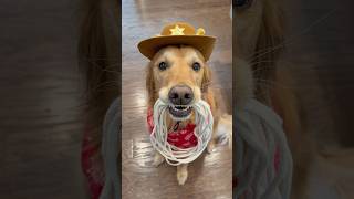 Teddy got a special delivery from @ZukesPets !