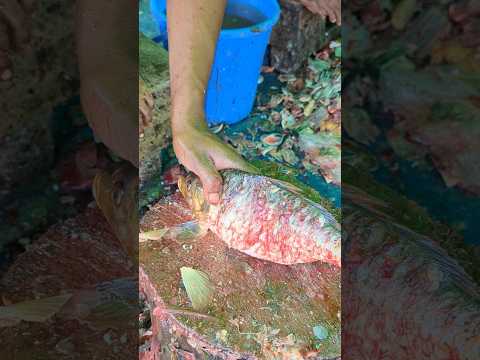 Big carp fish cleaner and faster cutting efficiency😯 || #shorts #fishcutting_skills