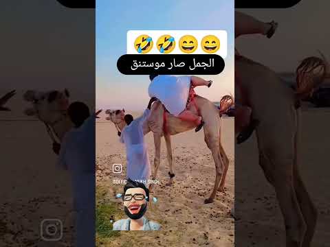 الجمل صار موستنق #اكسبلور #ضحك