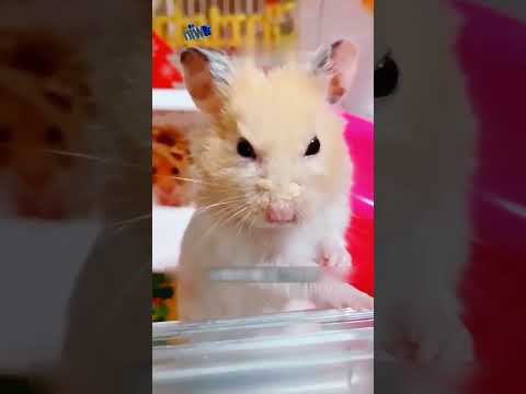 Хомяк отомстил за хозяйку❤️ #животные #animals