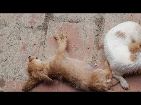 Ngoc Trinh Vlog đang phát trực tiếp!