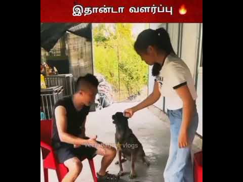 என்ன சொல்ல ஐயோ #shorts #muruga #doglove