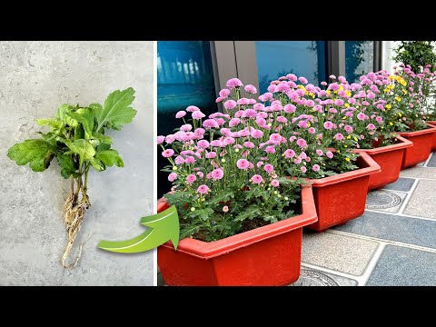 Grow Your Own Flowers to Beautify Your Garden Space and Simple Ways to Recycle