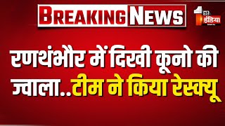 कूनो नेशनल पार्क से आई मादा चीता ज्वाला का सफल रेस्क्यू  | Ranthambore | Wild life Rescue