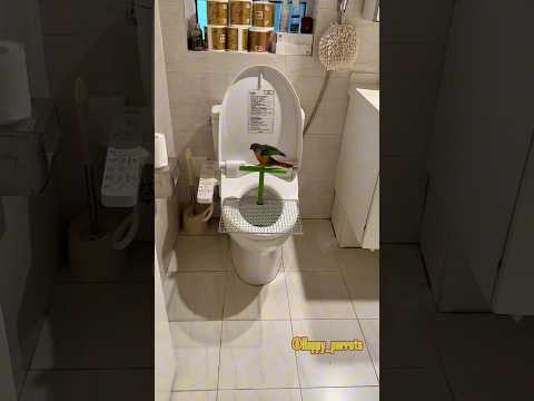 This parrot knows to go poop and wash its face in the morning. #parrots #birds #pets #animals