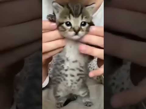 Que Bonito Gatito #Shorts #top