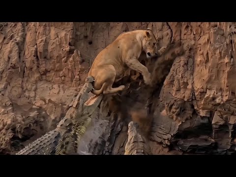 Atrapada en el río - La última lucha de una Leona contra Cocodrilos #animal #naturaleza #safari