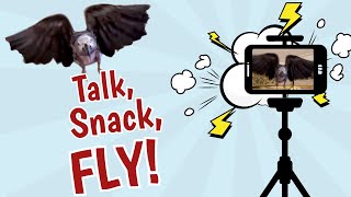 Talk, Snack, FLY! Einstein Parrot Has Entered the Chat!
