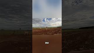 Desafio do Agro: Domando o Boi no Leilão! #shorts