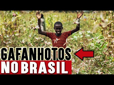 URGENTE! !Nuvem de Gafanhotos Pode chegar ao Rio Grande do Sul