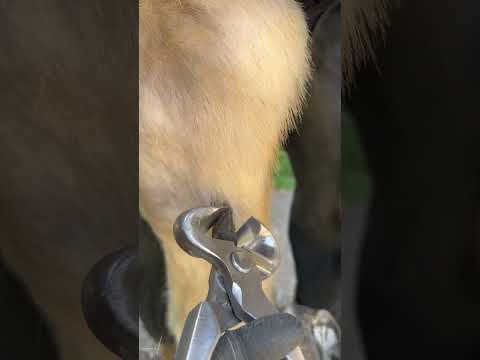 Chestnut trim 🌰 #farrier #horse #asmr