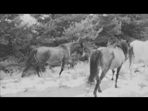 DELLAFUENTE - Ayer (Visualizer) | TORII YAMA