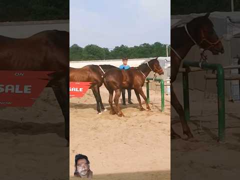 #youtubeshorts #horse #horseriding #horseracing #horselover#animals