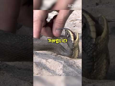 사람이 만지면 그 자리에서 즉사하는 뱀