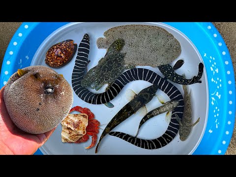 Tangkap ikan buntal dan kelomang, siput, keong, belut laut, kepiting rajungan, ikan laut, ikan hias