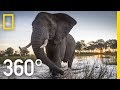 Elephants and Conservation in Botswana