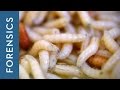 Forensic Entomology and Decomposition