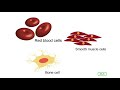Understanding Cells and Tissues