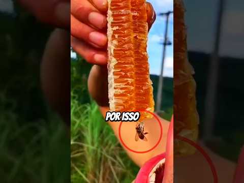 Por que Mel Faz Mal? 🍯