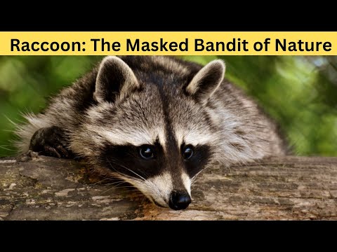 Raccoon: The Masked Bandit of Nature