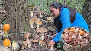 เข้าหมายบ่ายโมงเก็บเห็ดผึ้งข้าวเป็นหมู่ เห็ดระโงกออกใหม่ เห็ดปลวกตาบ หมานพูนตะกร้าวันนี้!04 ส.ค 2568