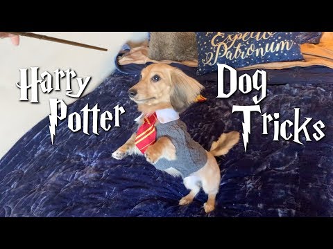 my dog only responds to Harry Potter spells.