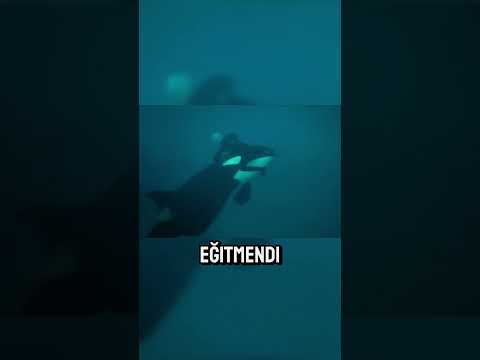 Orkaların Gizemli Hareketi: Ken Peters ve Kasatka 🤯🐋