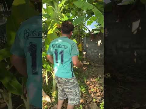 เงินหล่นมาจากไหนนะ #funny #comedy #haha #shots #fun #คนไทยเป็นคนตลก55555