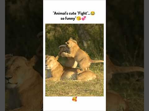 Animal's cute "Fight" 😂 !! #animals #shortsvideo #viralvideo #cute #funny #ytshorts #shorts #youtube