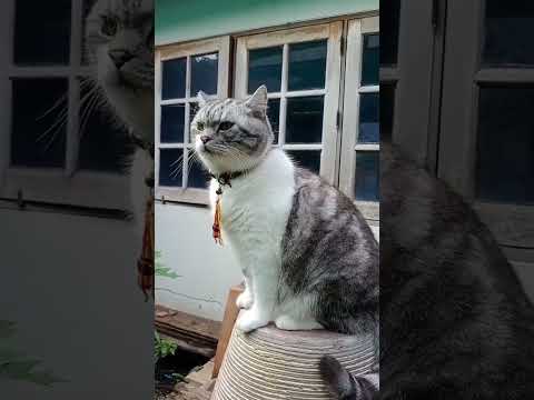 Kucing lucu weyyyyy#funnyanimal #funny cat